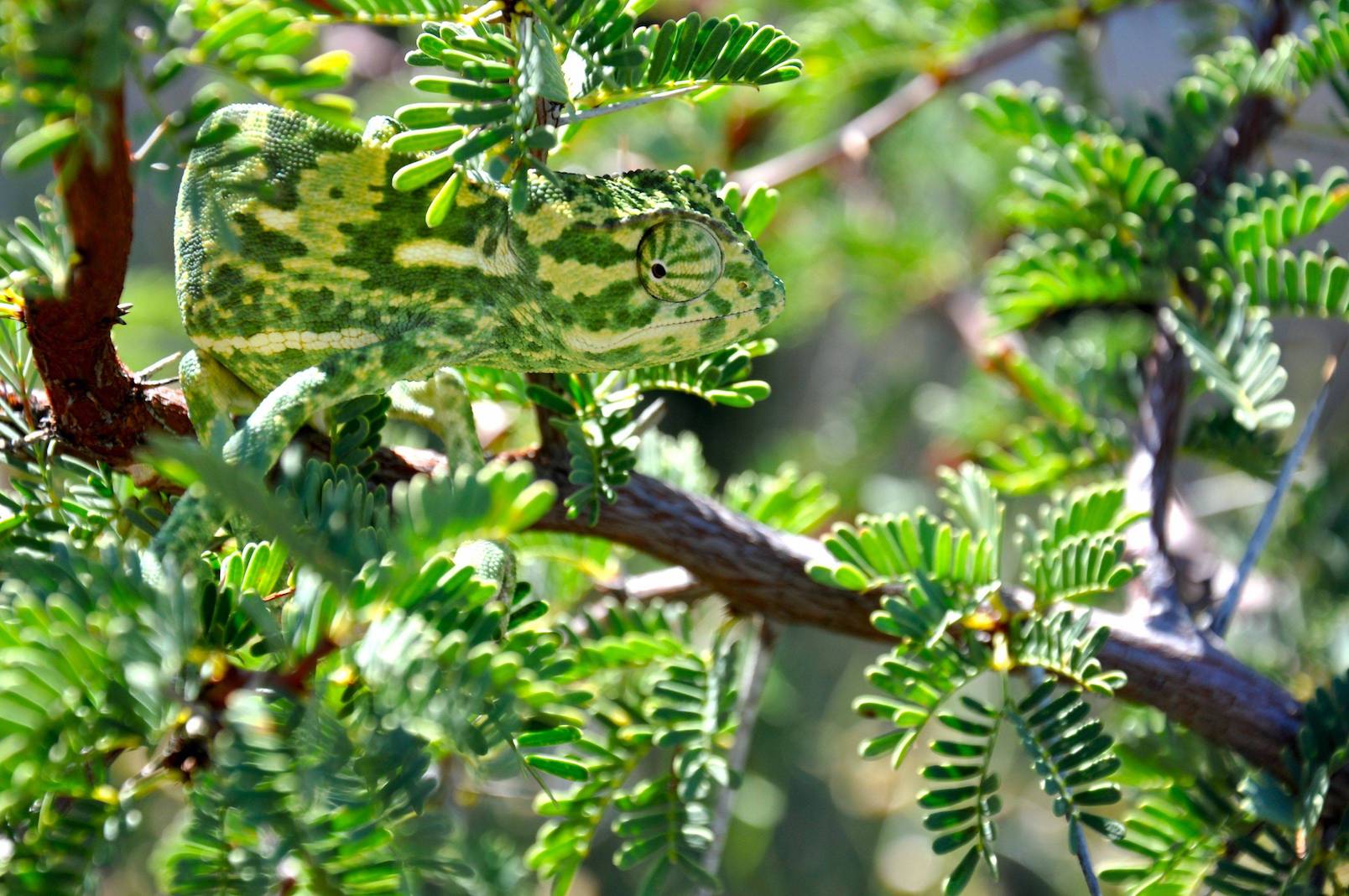 chameleon camouflage in the tree | Galliot Adaptive Learning Computer vision